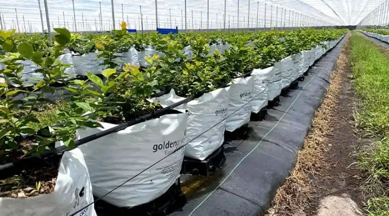 Peróxido de hidrógeno en las plantas